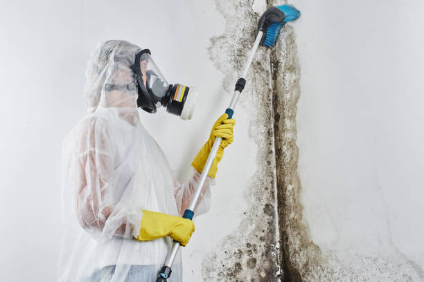 Best Residential Mold Removal  in Manitou Springs, CO