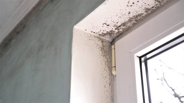 Mold Removal and Inspection in Manitou Springs, CO
