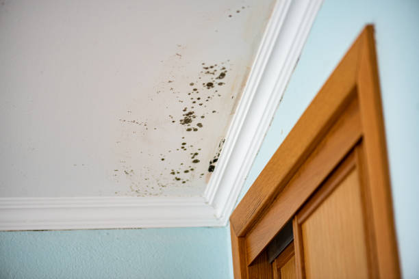 Best Commercial Mold Removal  in Manitou Springs, CO