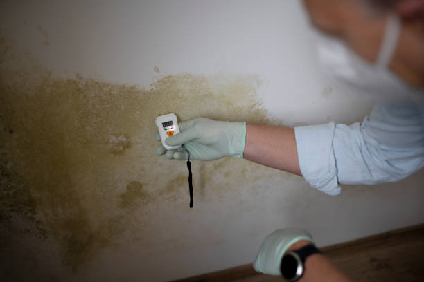 Best Mold Removal Company Near Me  in Manitou Springs, CO