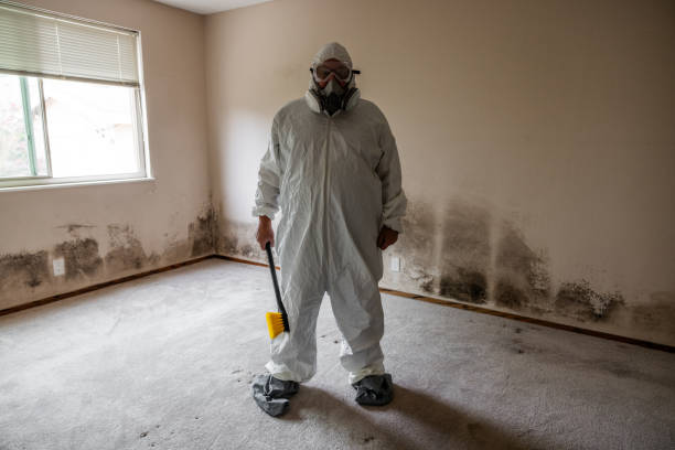 Best Professional Mold Removal  in Manitou Springs, CO