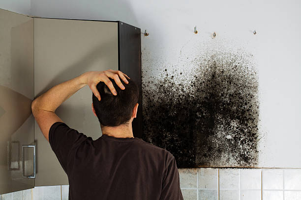 Best Certified Mold Removal  in Manitou Springs, CO