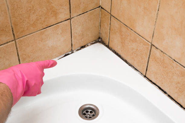 Best Mold Cleaning Services  in Manitou Springs, CO